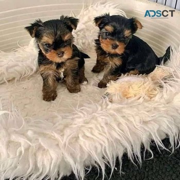 Male and female Yorkie puppies for sale