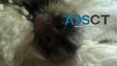 Baby finger marmoset monkeys for adoptio