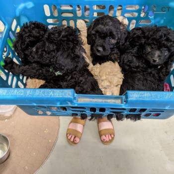stunning goldendoodle puppies for sale