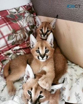 serval and caracal kittens available 