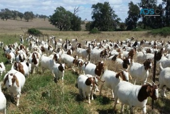 Pure bred breeding goats available for s