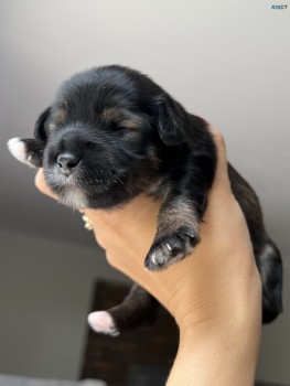 Cavoodle x Miniature Schnauzer puppies