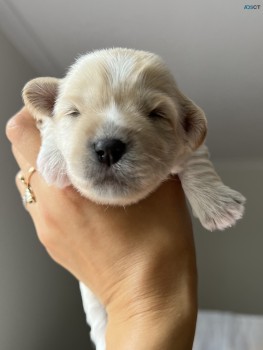 Cavoodle x Miniature Schnauzer puppies
