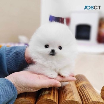 Cute teacup Pomeranian puppy 