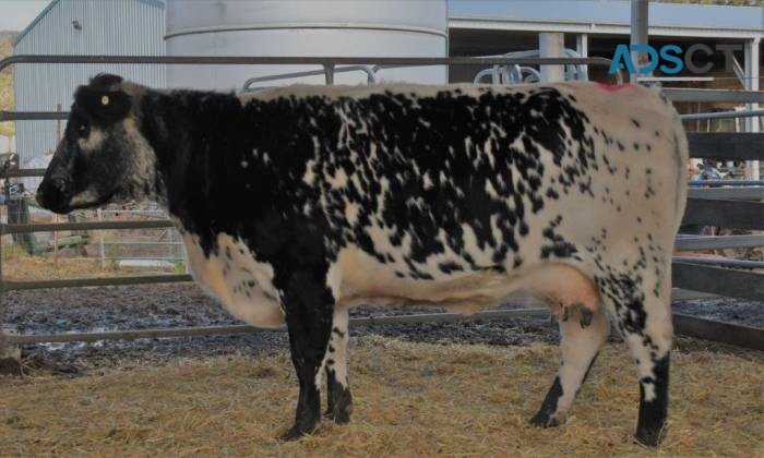 Speckle park cattle for sale
