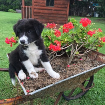 Adorable Border Collie Pups for Rehoming