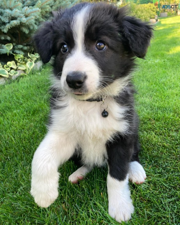 Adorable Border Collie Pups for Rehoming