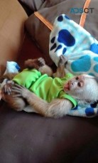 Baby capuchin monkeys