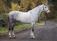 Hunter dressage Andalusian Gelding horse