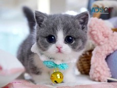 Lovely Munchkin Kittens For sale 