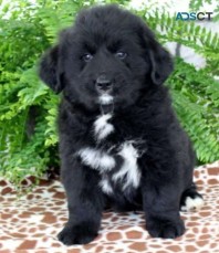 Bernese Golden mountain dog puppy $2995 