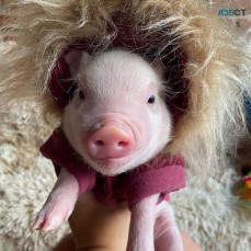 amazing mini pigs for adoption 