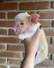 amazing mini pigs for adoption 