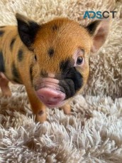 mini pigs for sale 