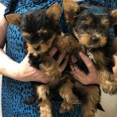 ** Baby Face Teacup Yorkie Puppies 