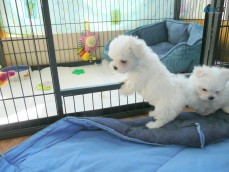 Pure Breed Maltese puppies for sale