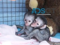 Diaper Trained Capuchin Monkey For Adopt