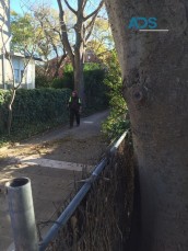 Tree Pruning & Trimming Services Sydney