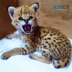 Serval kittens to a great home for sale