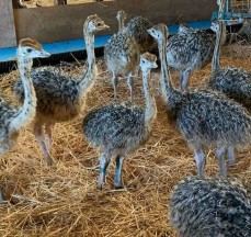 Healthy ostrich chicks, hatching eggs an