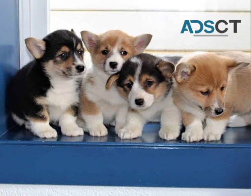 Corgi Puppies For Sale