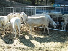 Katahdin/dorper mix meat sheep.