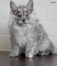 Polydactyl Maine Coons 60% discount . 