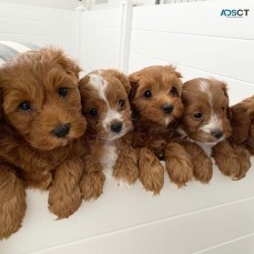 Male and female cavoodle pups 