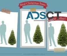 Buy Christmas Trees Online in Australia