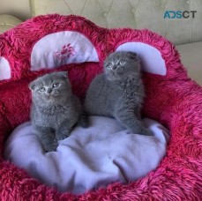 Scottish Fold Kittens For Sale