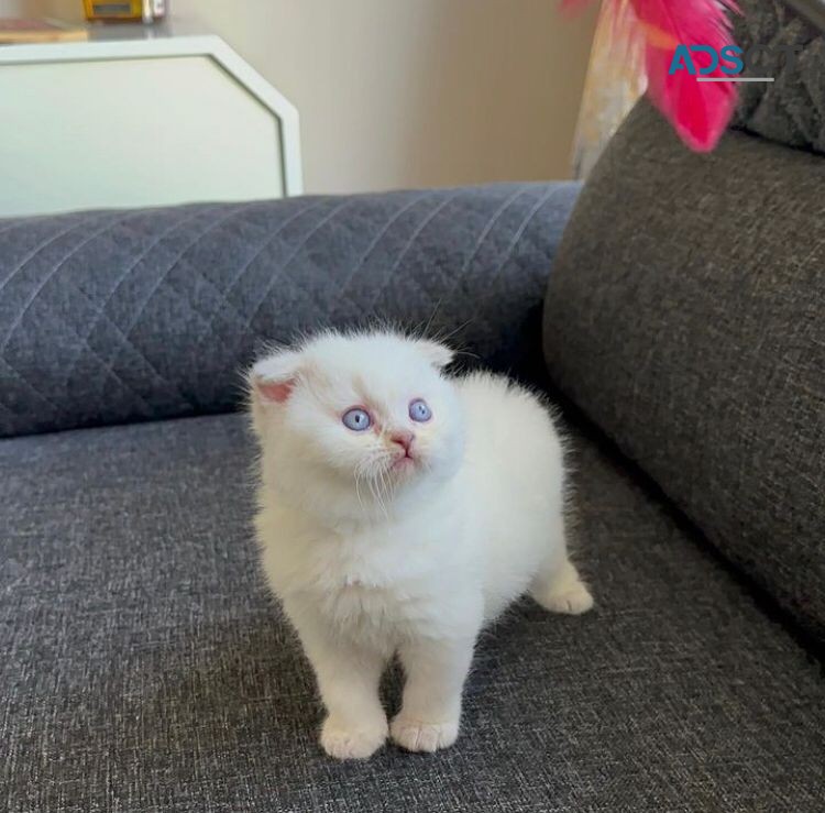 White Scottish Fold Kittens For Sale