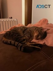 Friendly Tabby Cat 1 Y.o Desexed chipped