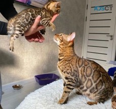 Pure Pedigree Bengal Kittens For Adoptio