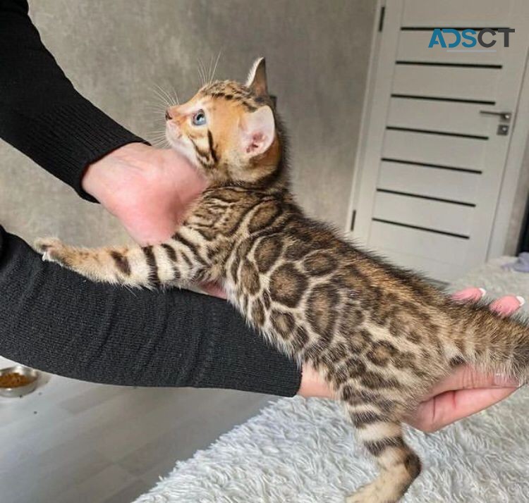 Pure Pedigree Bengal Kittens For Adoptio