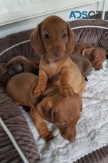 Dachshund pups for sale