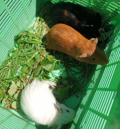 🐹🐹🐹 guinea pig babies 🐹🐹🐹