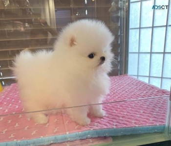 Absolutely Charming Pomeranian Puppies f