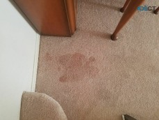 Philadelphia Carpet Cleaning Pros