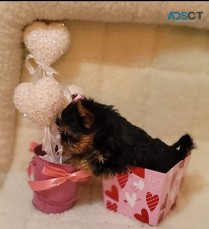 Adorable Teacup Yorkie Puppies Ready