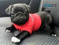 AKC Registered Pug Puppies Ready To Go