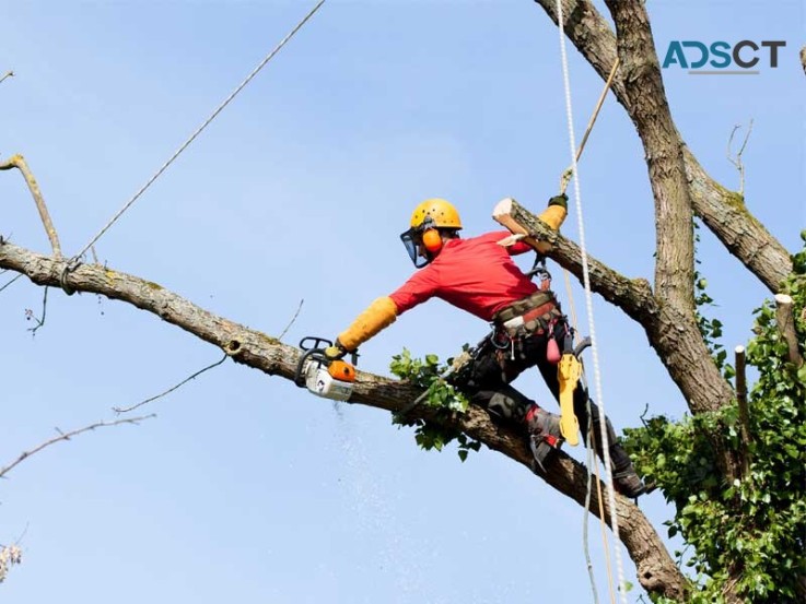 Get in Touch for Professional Tree Care Service