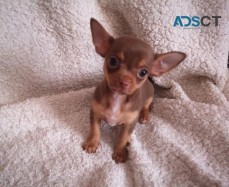 Amazing Chihuahua puppies for sale