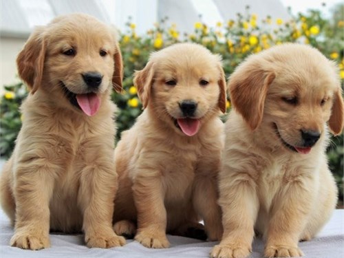 Golden retriever puppies 
