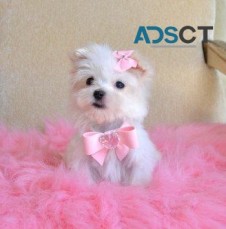 Healthy maltese puppies For Sale