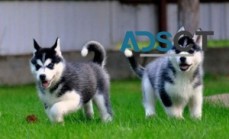 2 Purebred Siberian Huskies Puppies