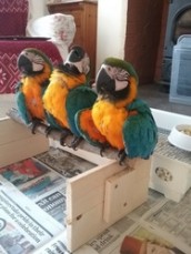Blue and Gold Macaw Parrots
