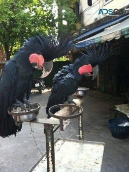  Black palm cockatoo Parrots  