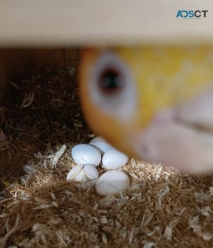 Tested fertile bird eggs available.