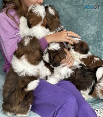 Shih Tzu Puppies  For Sale