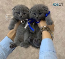 Buy Scottish Fold Kittens Online